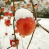 Weihnachtsgeschenk für Naturliebhaber: Die GesundLand-Apfelbaumpatenschaft